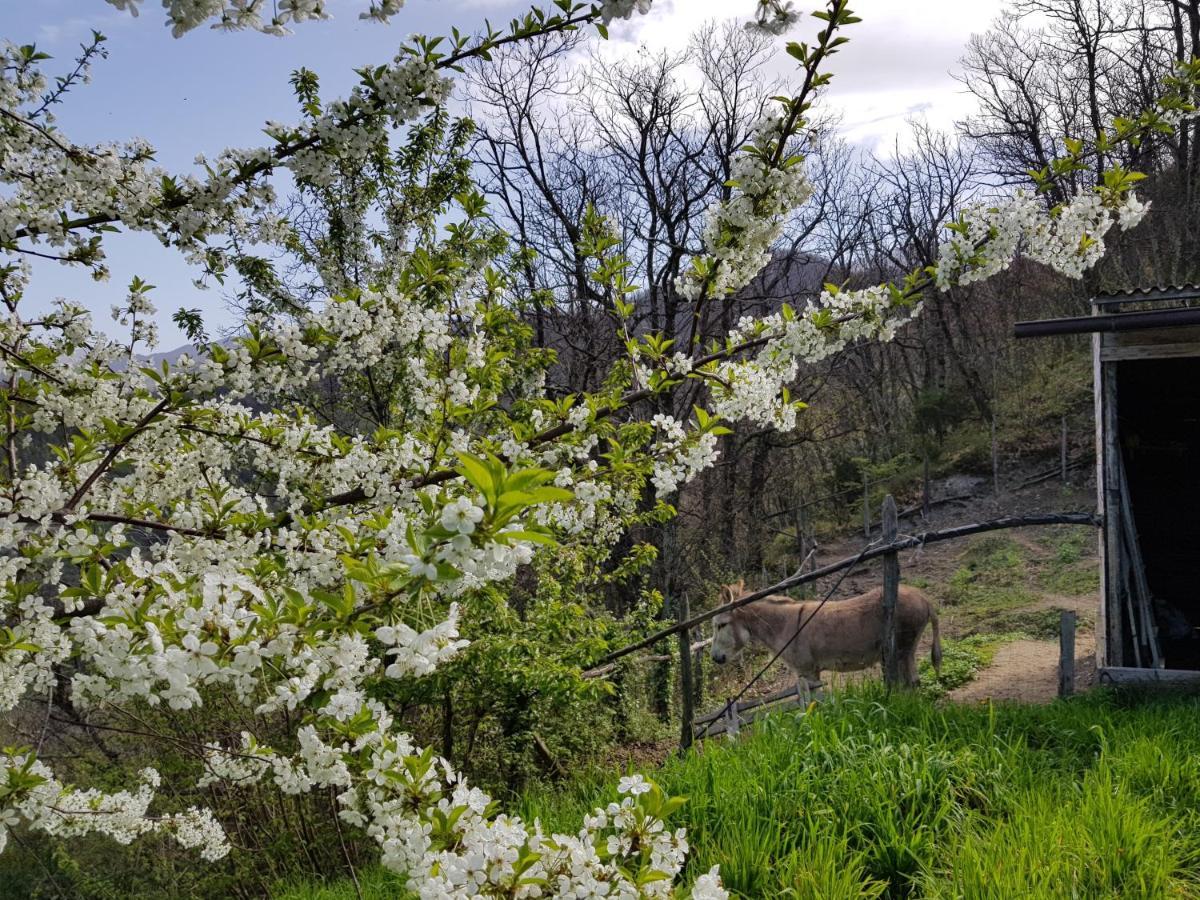 Elsa House Bed & Breakfast Mezzanego Bagian luar foto